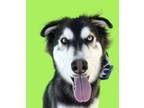 Adopt Ash-Adopt Me! a Black - with White Husky / Alaskan Malamute / Mixed dog in