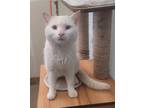 Adopt Tofu a White (Mostly) Domestic Shorthair (short coat) cat in Laramie