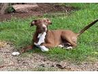 Adopt Sly a Brown/Chocolate - with White Basenji / Mixed dog in Mechanicsburg