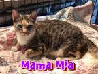 Adopt Mama Mia a Spotted Tabby/Leopard Spotted Domestic Shorthair / Mixed (short