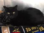 Adopt Ninja a All Black Domestic Shorthair / Mixed (short coat) cat in