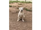 Adopt Casper a White Boxer / Border Terrier / Mixed dog in Mechanicsburg