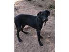 Adopt Mason a Black Labrador Retriever / Australian Shepherd / Mixed dog in