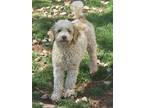 Adopt Peter a White - with Red, Golden, Orange or Chestnut Cockapoo / Mixed dog