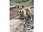 Adopt Darla a Red/Golden/Orange/Chestnut - with White Shiba Inu / Mixed dog in