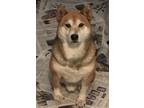 Adopt Shilo a Red/Golden/Orange/Chestnut - with White Shiba Inu / Mixed dog in