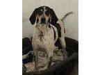 Adopt Halle Hound a Tricolor (Tan/Brown & Black & White) Bluetick Coonhound /