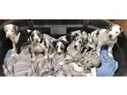 Adopt 2 Catahoula Leopard puppies (1 girl/1 boy) a White - with Gray or Silver