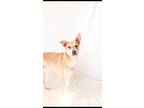 Adopt Boyd a Tan/Yellow/Fawn - with White Terrier (Unknown Type