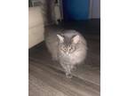 Adopt Yume a Gray or Blue Tabby / Mixed (long coat) cat in Newnan, GA (41331854)