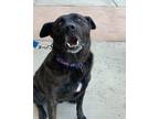 Adopt Batman a Black Labrador Retriever / Mixed dog in Las Vegas, NV (40754091)