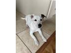 Adopt Vinny a White Jack Russell Terrier / Mixed dog in Schaumburg