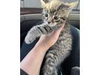 Adopt Tiger a Gray or Blue Maine Coon (medium coat) cat in West Bloomfield