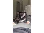 Adopt Lucy a Black & White or Tuxedo American Shorthair / Mixed (short coat) cat