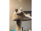 Adopt Rosie a White (Mostly) Domestic Shorthair / Mixed (short coat) cat in