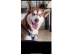 Adopt Maya a White - with Gray or Silver Husky / Husky / Mixed dog in Chula