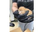 Adopt kitten 2 a Orange or Red Domestic Shorthair / Mixed Breed (Medium) / Mixed