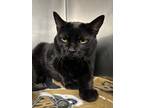 Adopt Delta (Luna)(Cat Cafe) a All Black Domestic Shorthair / Mixed Breed