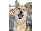 Adopt Joel K107 3-27-24 a Black German Shepherd Dog / Mixed dog in San Angelo