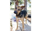 Adopt Ginger K114 1/9/24 a Brown/Chocolate Shepherd (Unknown Type) / Mixed dog