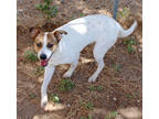 Adopt Putty k101 11/20/23 a White Labrador Retriever / Hound (Unknown Type) /