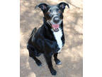 Adopt Rowan K110 1/25/24 a Black Labrador Retriever / Mixed Breed (Medium) /