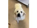 Adopt Cotton- Rescue only a White Great Pyrenees / Mixed dog in Arlington