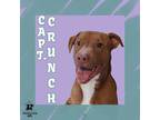 Adopt Captain Crunch a Brown/Chocolate Mixed Breed (Medium) / Mixed dog in