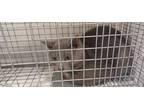 Adopt Dom Perignon Old Forge 9 a Gray or Blue Domestic Shorthair / Mixed Breed