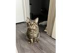 Adopt Mushu a Brown Tabby Domestic Shorthair / Mixed (short coat) cat in Dallas