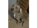 Adopt Bella a Brindle - with White American Staffordshire Terrier / Mixed dog in