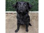 Adopt Lucy a Labrador Retriever / Chow Chow / Mixed dog in Lexington