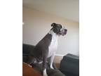 Adopt Jax a Gray/Silver/Salt & Pepper - with White American Pit Bull Terrier /