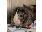 Adopt DAWG a Red Guinea Pig / Mixed (short coat) small animal in Slinger