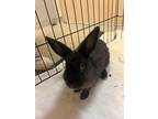 Adopt Licorice a Black American / American / Mixed rabbit in Key West