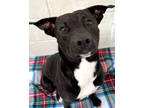 Adopt Rhodie a Black Labrador Retriever / Mixed dog in Victoria, TX (41335529)