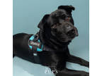 Adopt ZAYN a Black Labrador Retriever / Mixed Breed (Medium) / Mixed (short