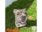 Adopt Arnold a Black Mixed Breed (Large) / Mixed dog in Belleville