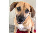 Adopt Skylee Marie a Tan/Yellow/Fawn Dachshund / Mixed Breed (Medium) / Mixed