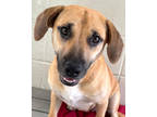 Adopt Skylee Marie a Tan/Yellow/Fawn Dachshund / Mixed dog in Victoria