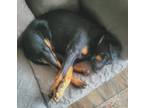 Adopt Penelope a Black - with Tan, Yellow or Fawn Labrador Retriever / Beagle /
