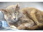 Adopt Jafar a Gray, Blue or Silver Tabby Domestic Shorthair cat in Johnstown