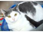 Adopt Raspberry a White Domestic Shorthair cat in Johnstown, PA (41309830)