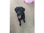 Adopt Beau a Black Bloodhound / Labrador Retriever / Mixed dog in North Myrtle