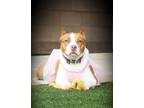 Adopt Cardi a Tan/Yellow/Fawn - with White American Staffordshire Terrier /
