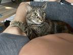 Adopt Sovereign a Brown or Chocolate Tabby / Mixed (medium coat) cat in Atlanta