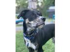 Adopt Kitty a Mutt dog in New York, NY (41036122)