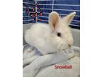 Adopt Snowball a Lionhead / Mixed rabbit in Barrie, ON (41335779)