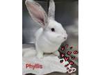 Adopt Phyllis a American / Mixed rabbit in Barrie, ON (41335778)