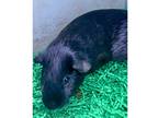 Adopt Simon a Black Guinea Pig / Mixed (short coat) small animal in Dubuque